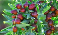 برگزاری جشنواره عناب خراسان جنوبی فرصتی برای برندسازی ملی و عبور از خام‌فروشی